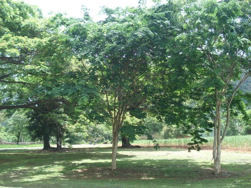 El Arish QLD 4855