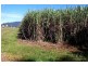 Silky Oak QLD 4854