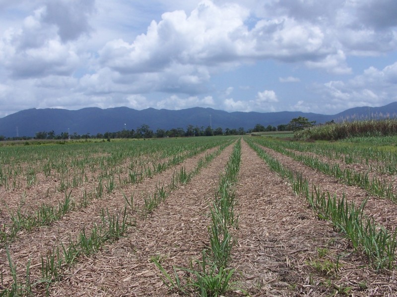 L6 Old Telegraph Road, East Feluga QLD 4854