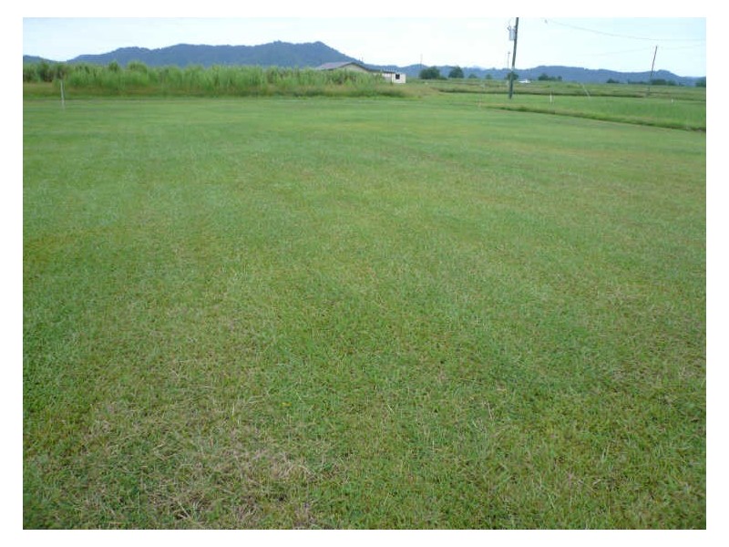 L117 Unnamed Road, Midgenoo QLD 4854