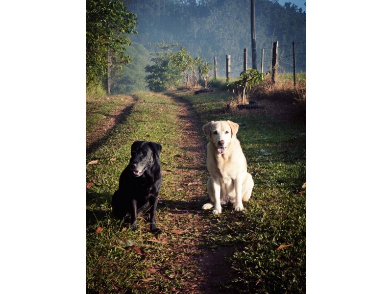 640 Scougall Road, Dingo Pocket QLD 4854