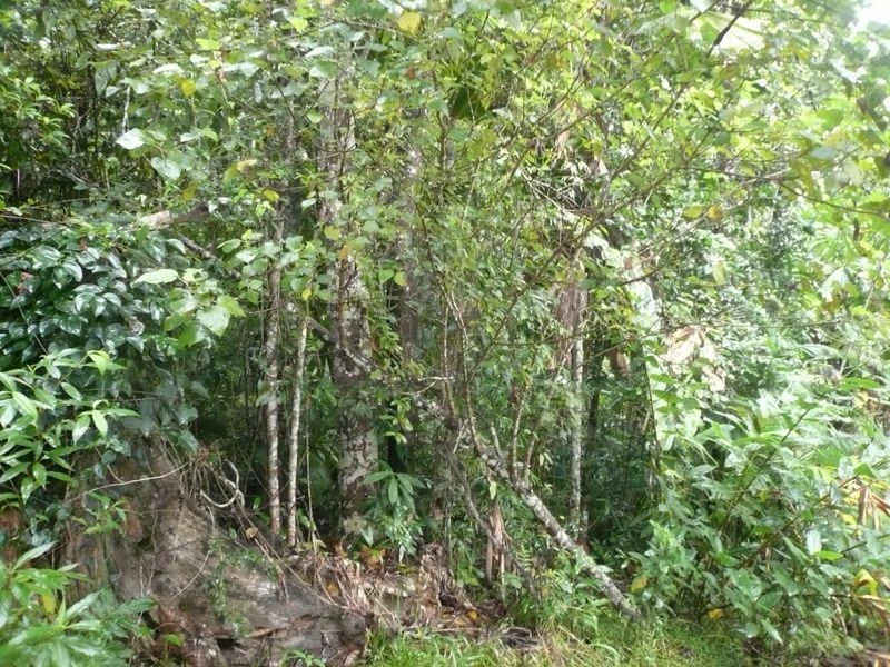 75 Greendale CRT- JUBILEE HEIGHTS, Innisfail QLD 4860