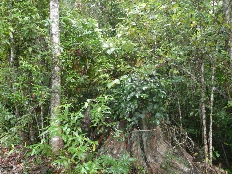 75 Greendale CRT- JUBILEE HEIGHTS, Innisfail QLD 4860