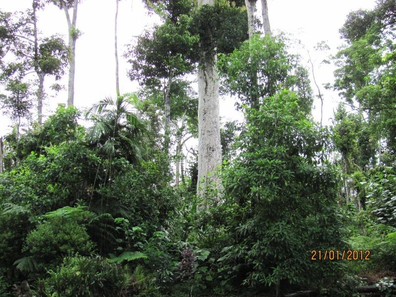 East Feluga QLD 4854