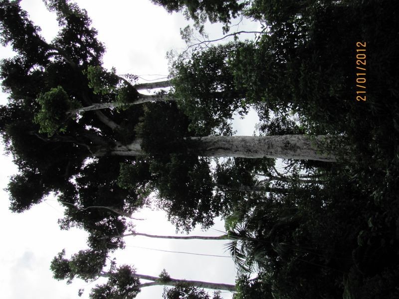 East Feluga QLD 4854