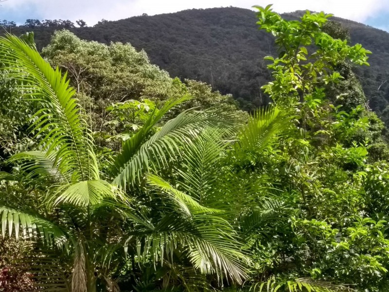 12 Geddes Street, Tully QLD 4854