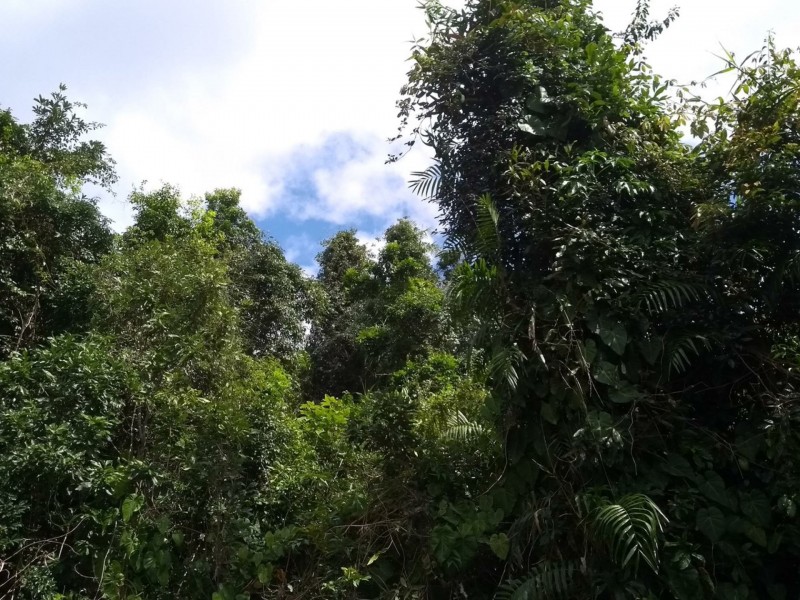 12 Geddes Street, Tully QLD 4854