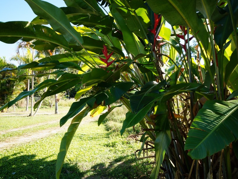 4 Appleyard Road, Bilyana QLD 4854