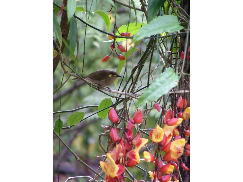 54 Thistle Road, Maadi QLD 4855