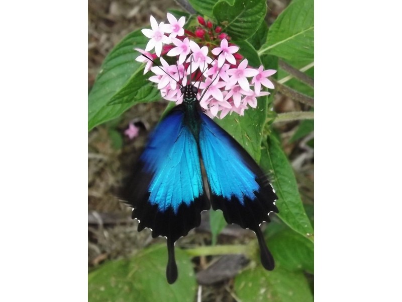 54 Thistle Road, Maadi QLD 4855