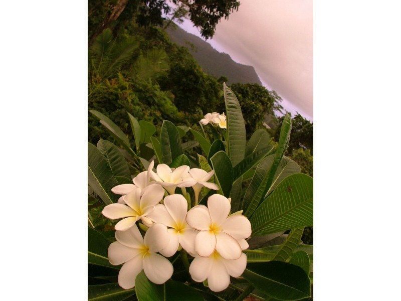 54 Thistle Road, Maadi QLD 4855