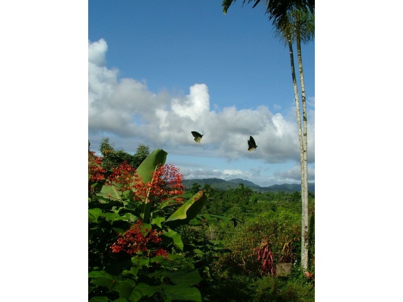 54 Thistle Road, Maadi QLD 4855