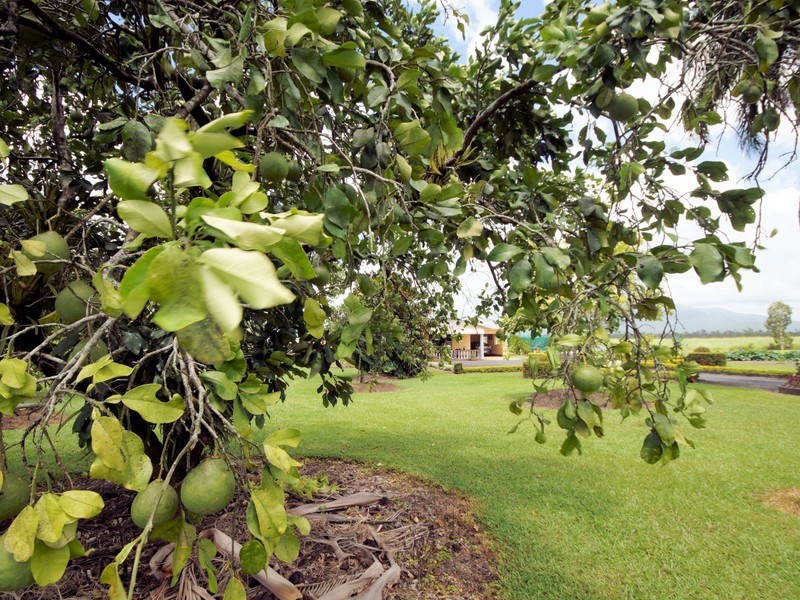 708 East Feluga Rd, East Feluga QLD 4854