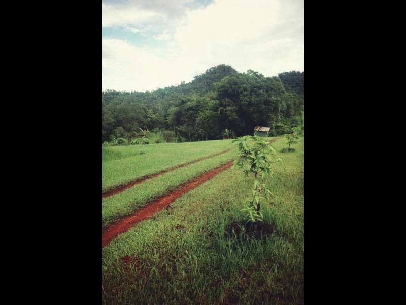 640 Scougall Road, Dingo Pocket QLD 4854