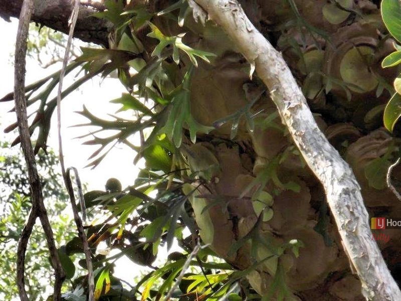 L2 Attie Creek Road, Cardwell QLD 4849