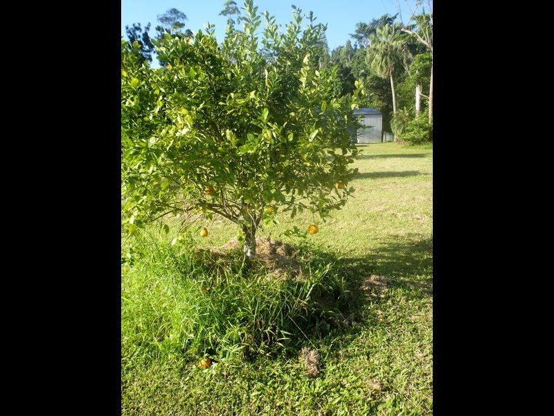 8 Schumann Road – Djarawong, Tully QLD 4854
