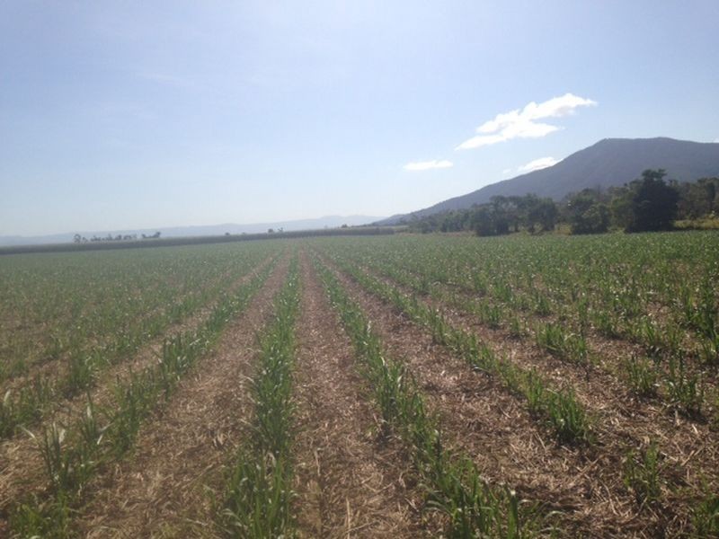 L517 Unnamed Road, Tully Heads QLD 4854