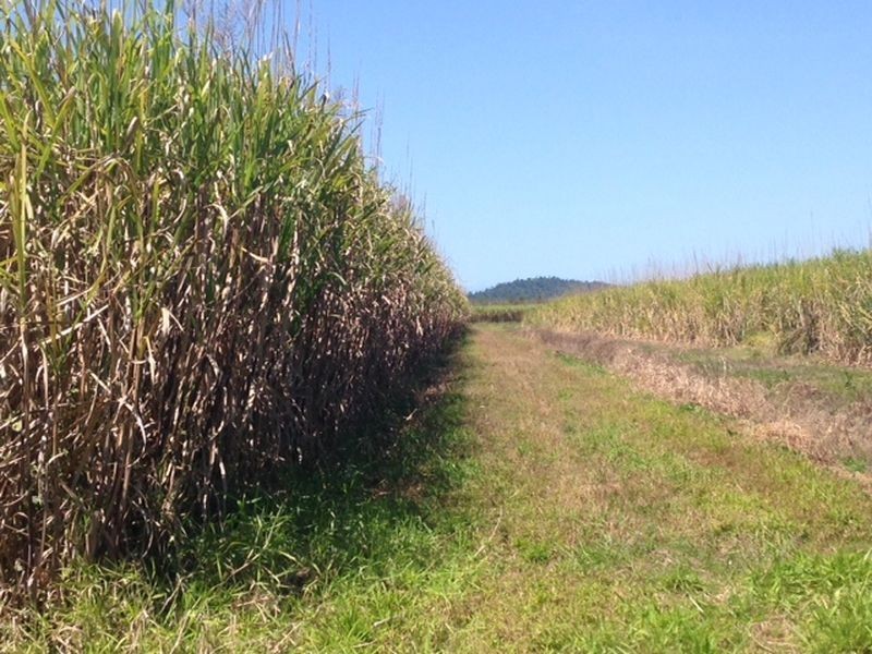 L517 Unnamed Road, Tully Heads QLD 4854