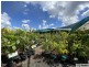 2 & 4 Richardson Street, Tully QLD 4854