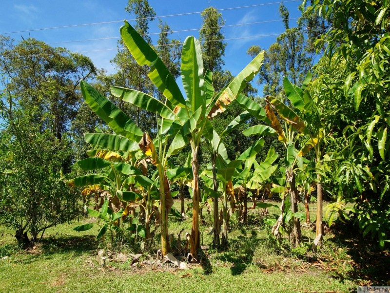 102 Miller Road, Bilyana QLD 4854