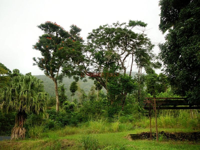 7 Brannigan Street, Tully QLD 4854