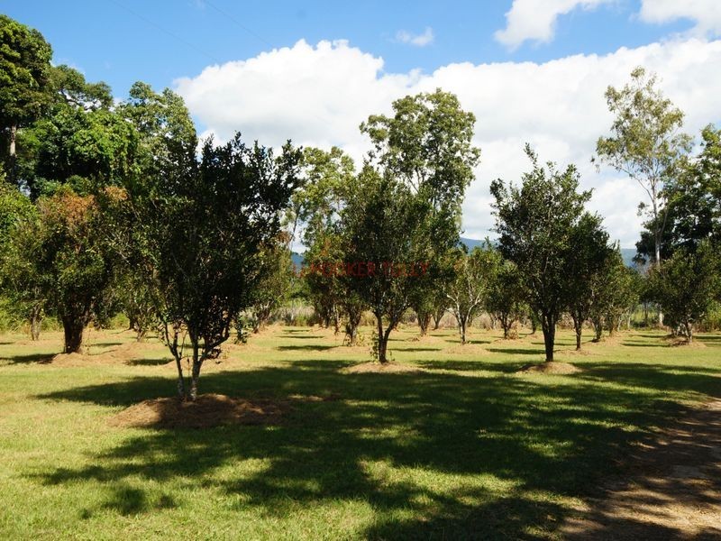 753 Kennedy Creek Road, Carruchan QLD 4816