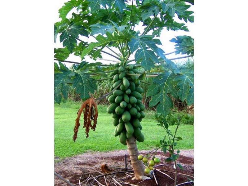 2098 Innisfail Japoon Road ( Mena Creek), Innisfail QLD 4860