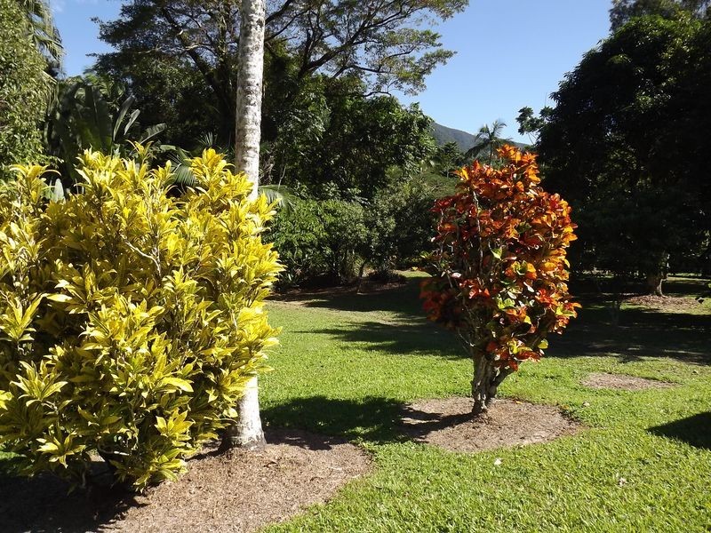 Redlynch QLD 4870