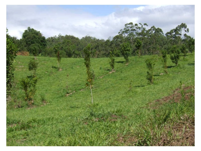 383 Zara Road, Chillingham NSW 2484