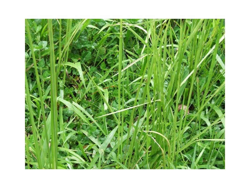 Murwillumbah NSW 2484