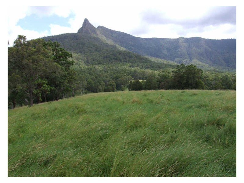 504 Pinnacle Road, Tyalgum NSW 2484