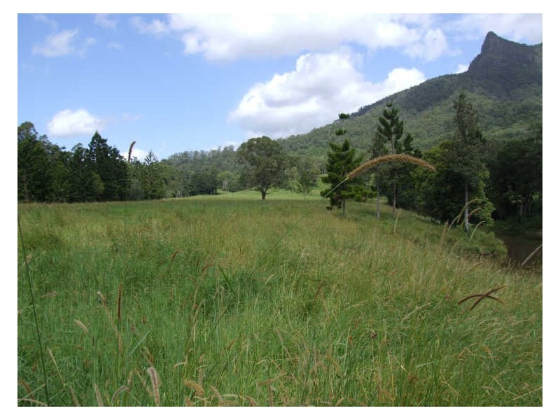 504 Pinnacle Road, Tyalgum NSW 2484
