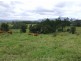 504 Pinnacle Road, Tyalgum NSW 2484