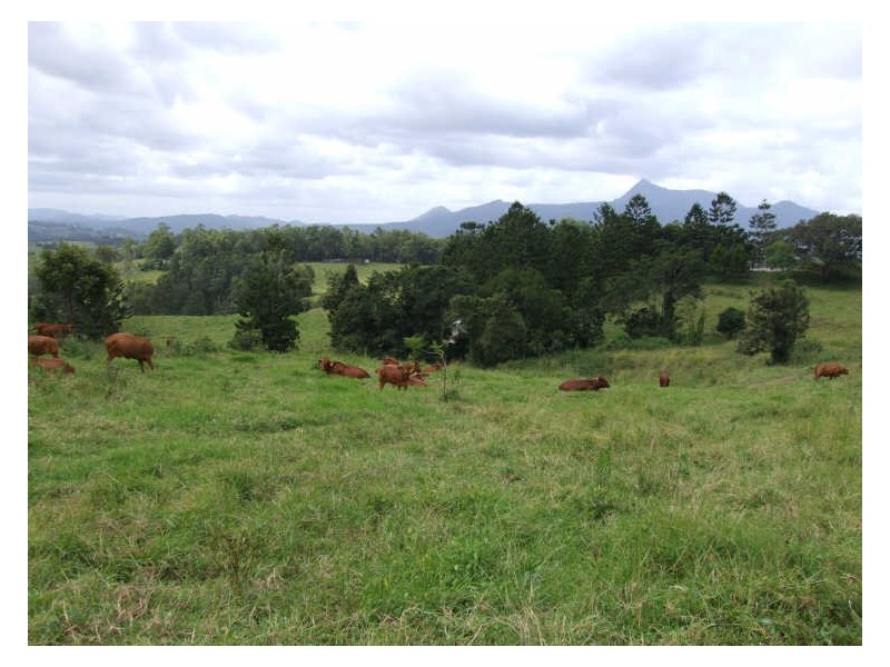 504 Pinnacle Road, Tyalgum NSW 2484