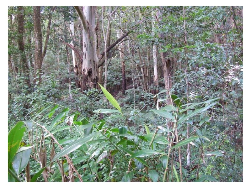 35 Baria Road, Burringbar NSW 2483