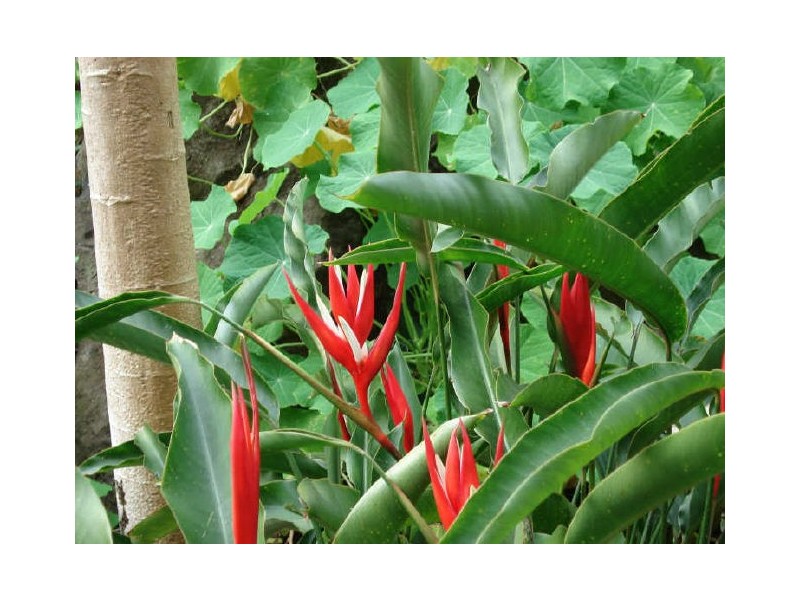 8 Rosemount Crescent, Terranora NSW 2486