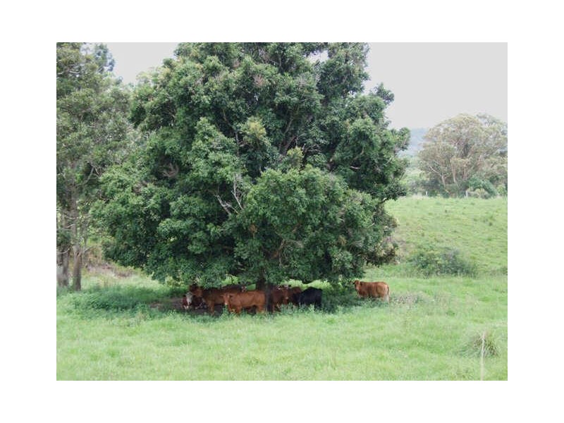 Murwillumbah NSW 2484