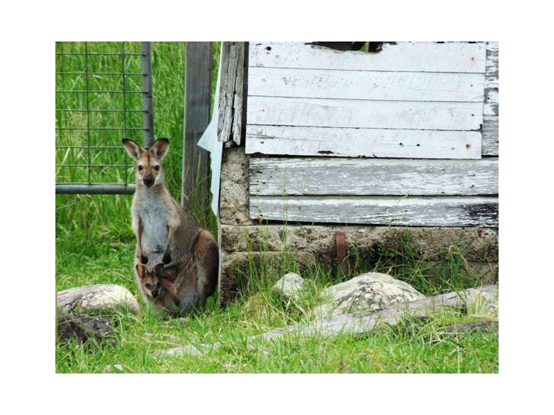 Murwillumbah NSW 2484