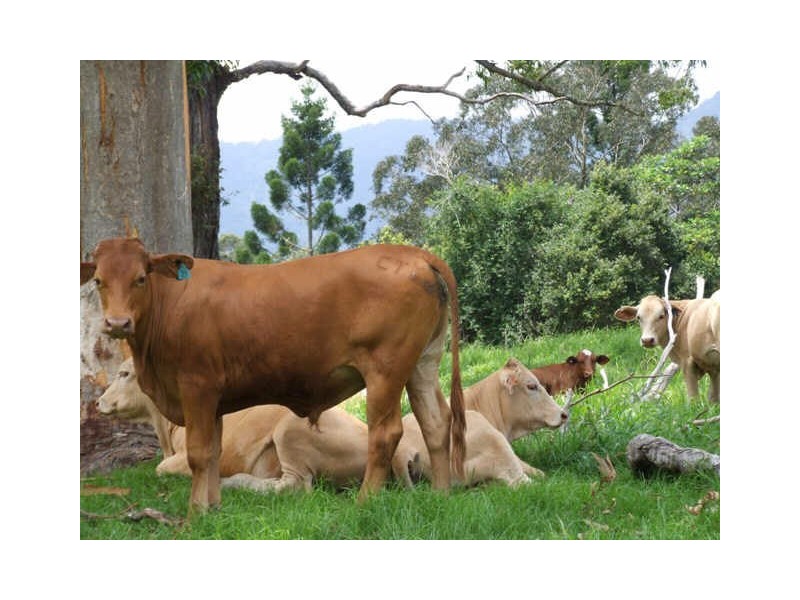 Murwillumbah NSW 2484