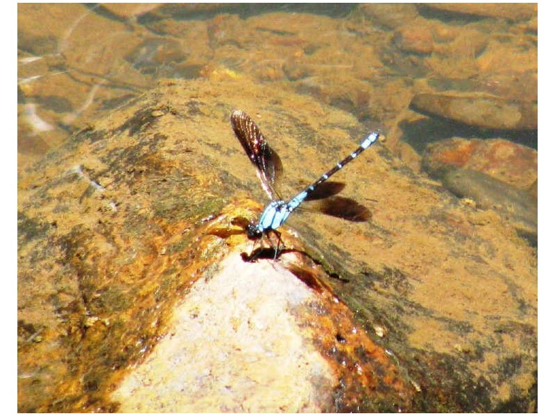 565 Commissioners Creek Road, Commissioners Creek NSW 2484