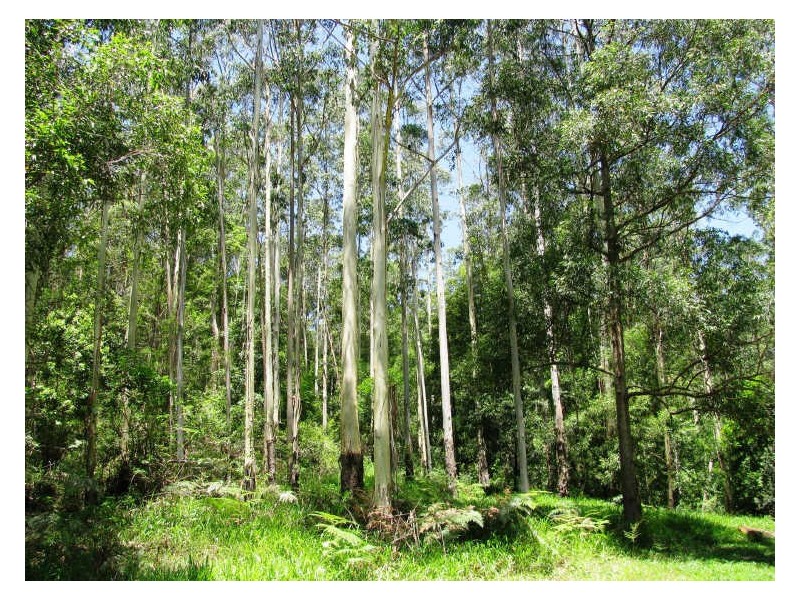 565 Commissioners Creek Road, Commissioners Creek NSW 2484