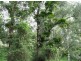 Murwillumbah NSW 2484
