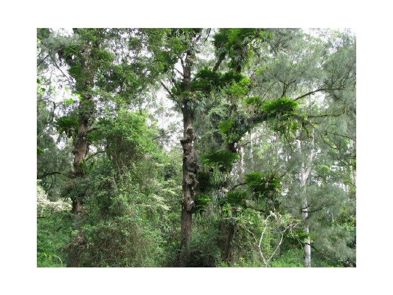 Murwillumbah NSW 2484