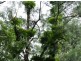 Murwillumbah NSW 2484