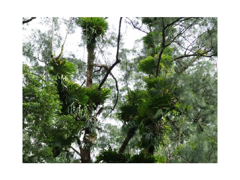 Murwillumbah NSW 2484