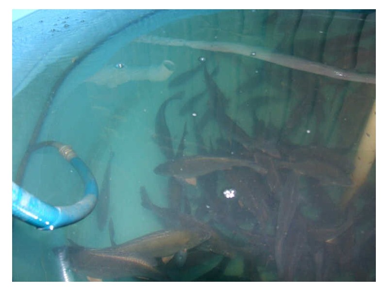 145-147 Pottsville Road, Mooball NSW 2483