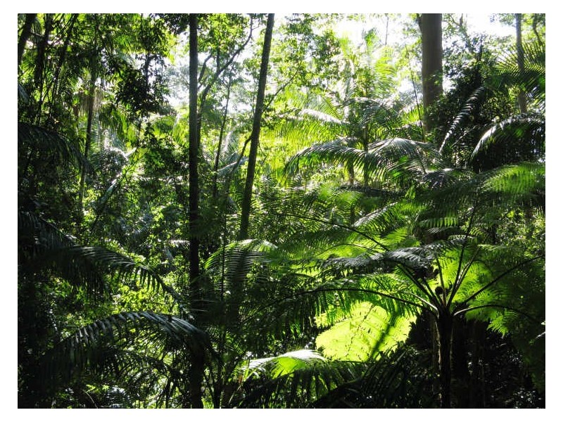 Lot 79 South Pumpenbil Road, Tyalgum NSW 2484