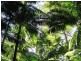 Lot 79 South Pumpenbil Road, Tyalgum NSW 2484