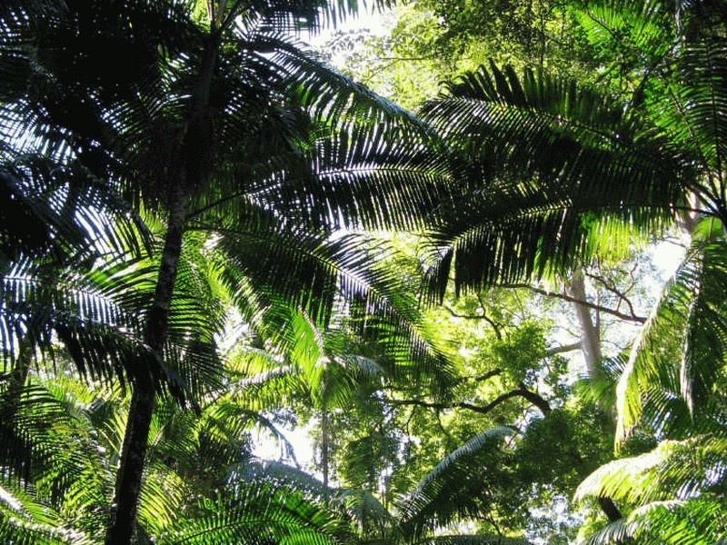 Lot 79 South Pumpenbil Road, Tyalgum NSW 2484