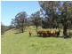 914 Brays Creek Road, Tyalgum NSW 2484